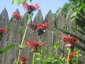 bees nest flower bed
